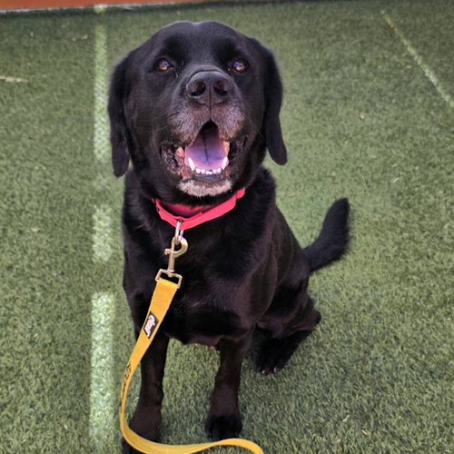 Benny, Labrador Retriever / Mixed (medium coat)