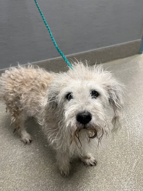 *MISTER, a dog for adoption from The Animal Foundation - Las Vegas