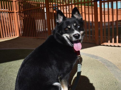 *FLOBALINA, a dog for adoption from The Animal Foundation - Las Vegas