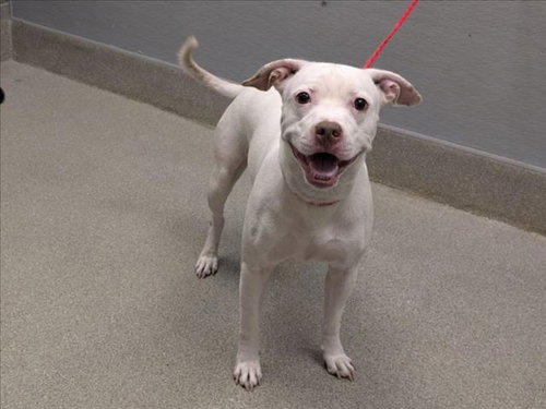 *SWEETY, a dog for adoption from The Animal Foundation - Las Vegas