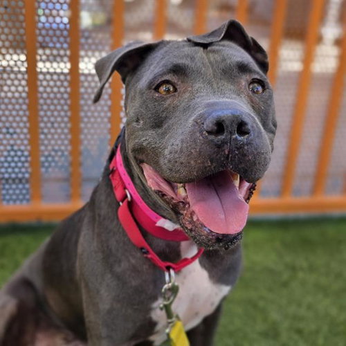 PRIETA, a dog for adoption from The Animal Foundation - Las Vegas