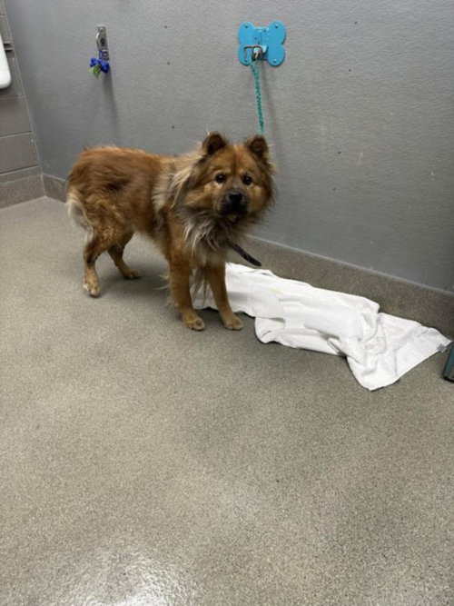JE TAIME, a dog for adoption from The Animal Foundation - Las Vegas