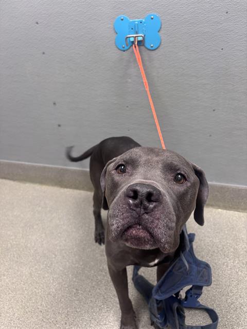 *BUMBLEBOTTOM, a dog for adoption from The Animal Foundation - Las Vegas