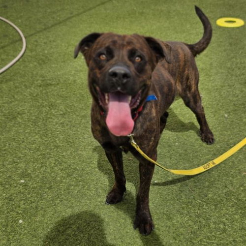 *SOLO, a dog for adoption from The Animal Foundation - Las Vegas