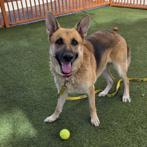 *RAYNE, a dog for adoption from The Animal Foundation - Las Vegas