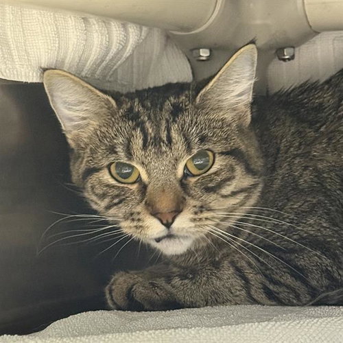 *PRINGLES, a cat for adoption from The Animal Foundation - Las Vegas
