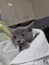 *RAIGHLY — Las Vegas, NV Adoption