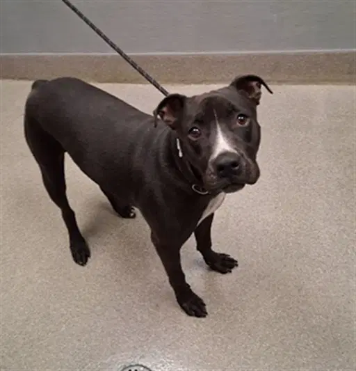 Dante - Pit Bull Terrier