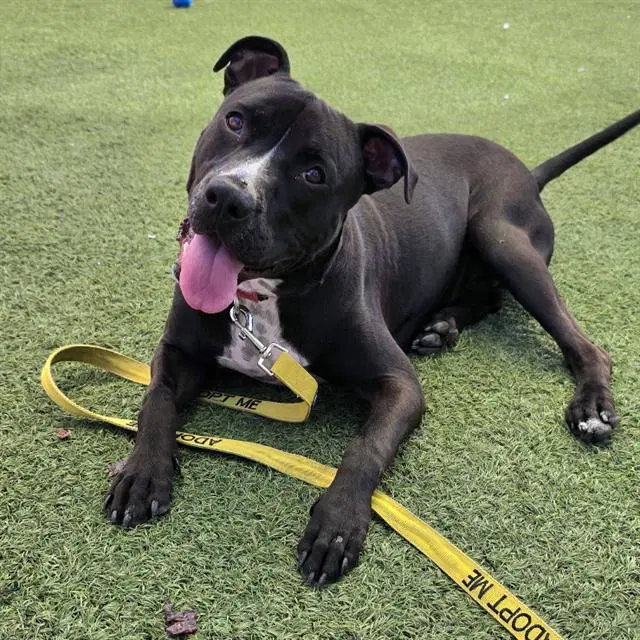 Dante - Pit Bull Terrier