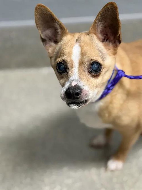 *JIMINEY, a dog for adoption from The Animal Foundation - Las Vegas
