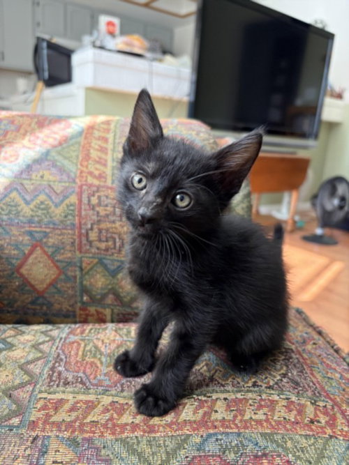 *PICKLES MCGEE, a cat for adoption from The Animal Foundation - Las Vegas