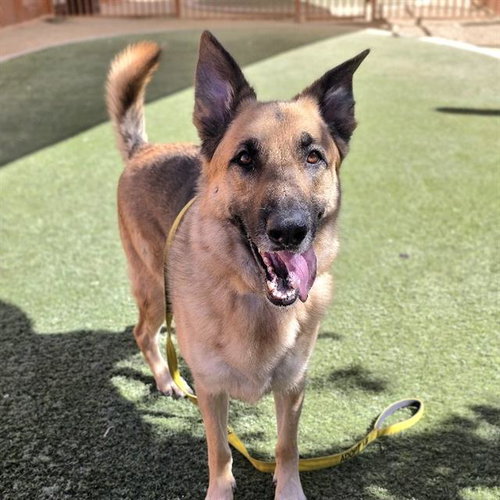 VENOM, a dog for adoption from The Animal Foundation - Las Vegas