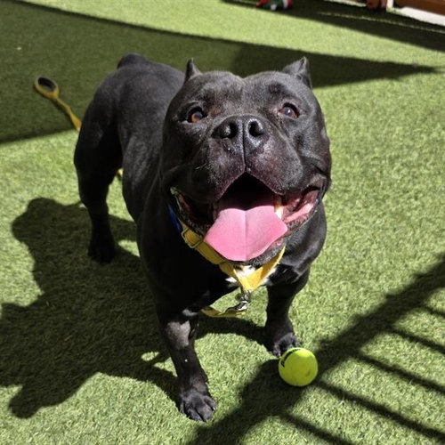 SWOOSH, a dog for adoption from The Animal Foundation - Las Vegas