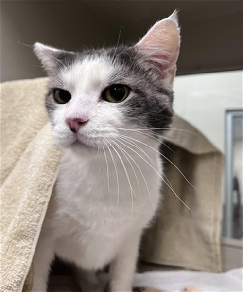 LITTLE GUY, a cat for adoption from The Animal Foundation - Las Vegas