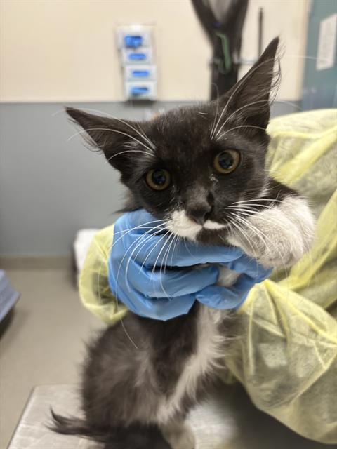 *BENITO, a cat for adoption from The Animal Foundation - Las Vegas