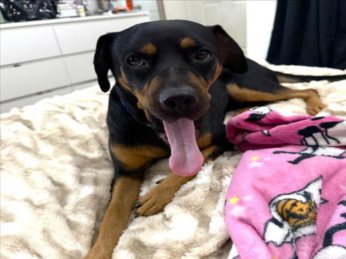 MAC, a dog for adoption from The Animal Foundation - Las Vegas