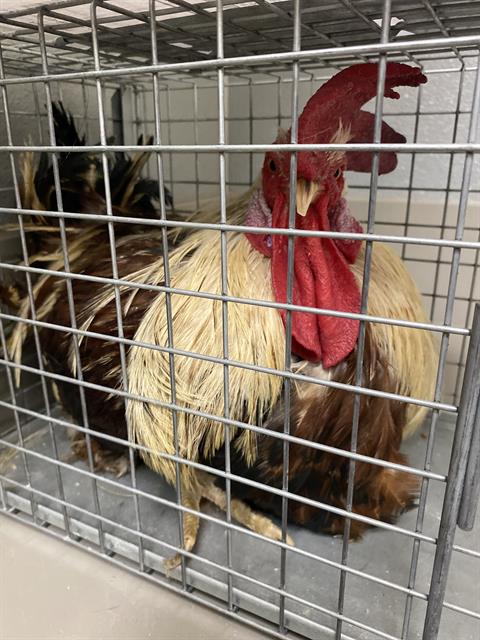 *FOGHORN, a poultry for adoption from The Animal Foundation - Las Vegas
