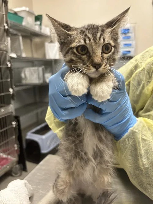 *BERLIOZ, a cat for adoption from The Animal Foundation - Las Vegas