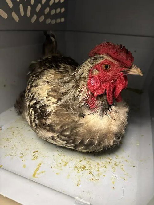 *RONALD MCDONALD, a poultry for adoption from The Animal Foundation - Las Vegas