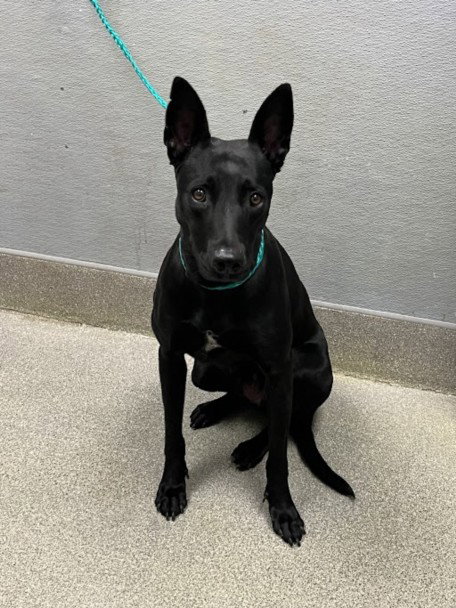 *FLOWER, a dog for adoption from The Animal Foundation - Las Vegas