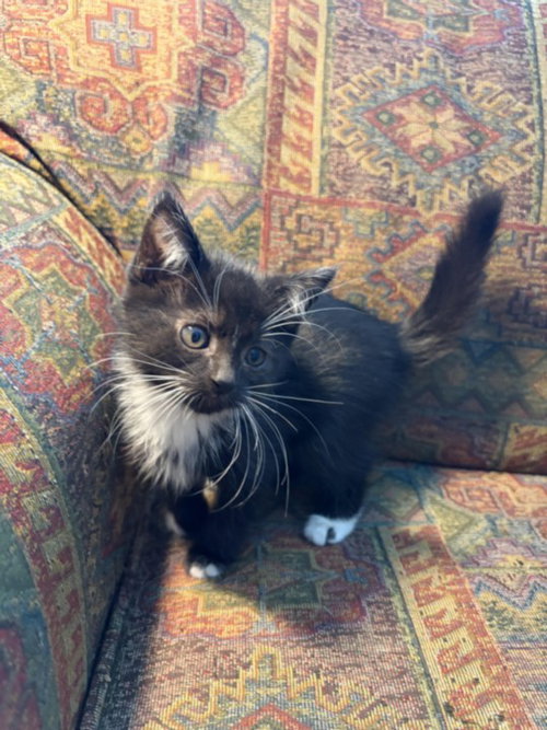 *PICKLEBALL, a cat for adoption from The Animal Foundation - Las Vegas