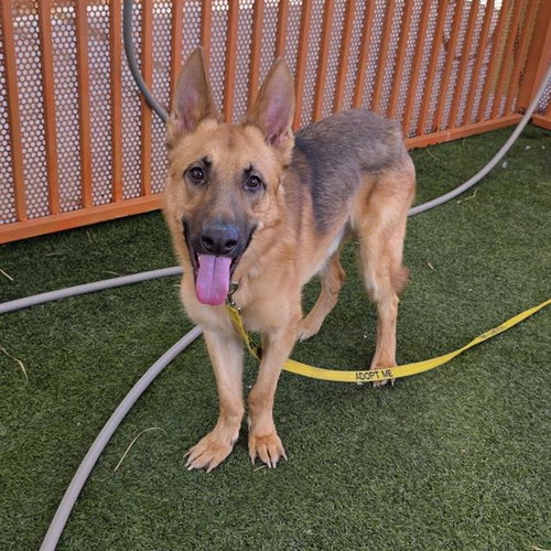 UHTRED, a dog for adoption from The Animal Foundation - Las Vegas