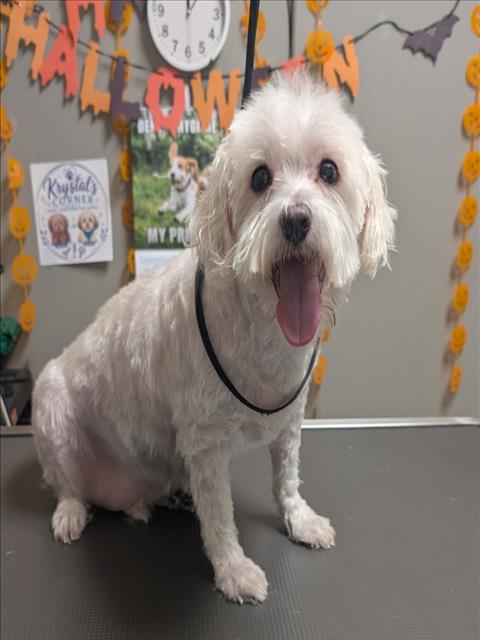 *DANDY, a dog for adoption from The Animal Foundation - Las Vegas