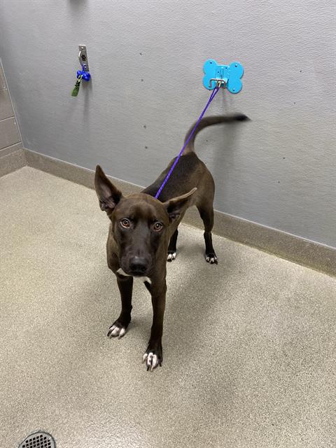 *CHOPPER, a dog for adoption from The Animal Foundation - Las Vegas
