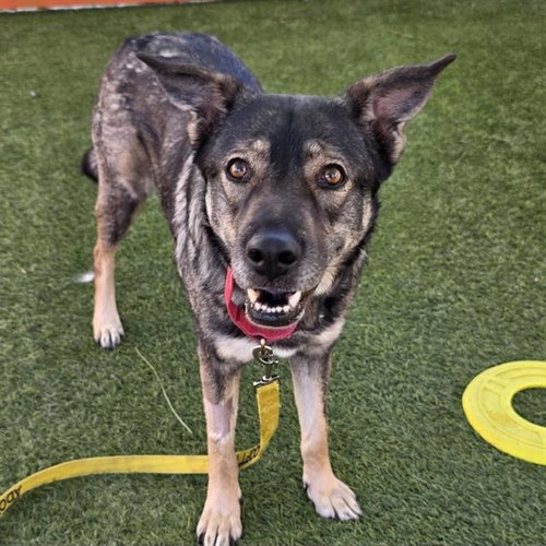 *FIESTA, a dog for adoption from The Animal Foundation - Las Vegas