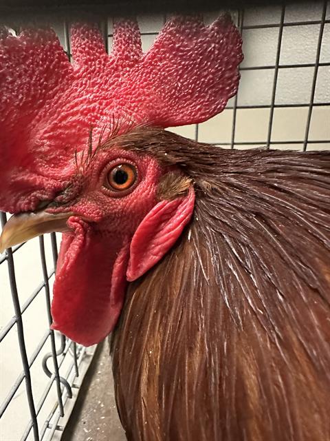 *HONEY, a poultry for adoption from The Animal Foundation - Las Vegas
