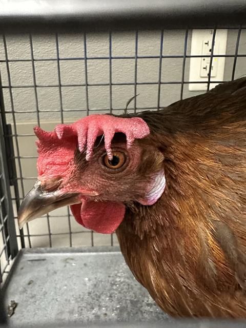 *BUTTERS, a poultry for adoption from The Animal Foundation - Las Vegas
