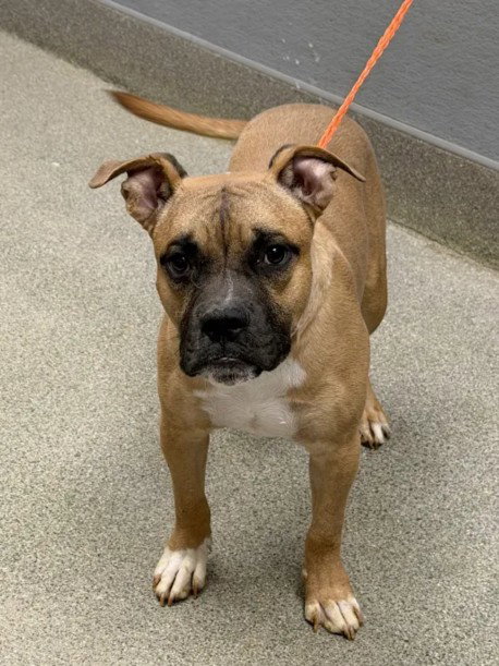 REVO, a dog for adoption from The Animal Foundation - Las Vegas