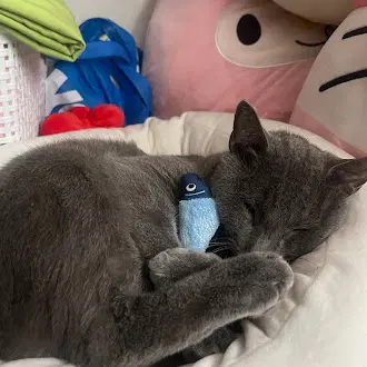 Pom Pom - Domestic Short Hair