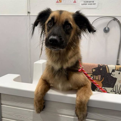 BANDIT, a dog for adoption from The Animal Foundation - Las Vegas