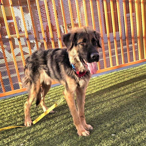 *JACK SKELLINGTON, a dog for adoption from The Animal Foundation - Las Vegas