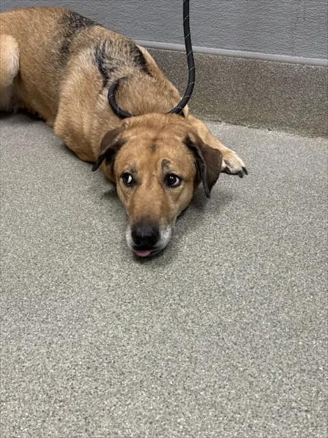 *MOCHA, a dog for adoption from The Animal Foundation - Las Vegas