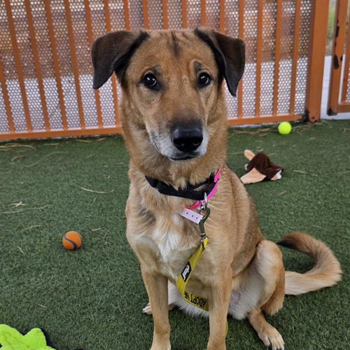 Mocha, German Shepherd Dog / Mixed (medium coat)