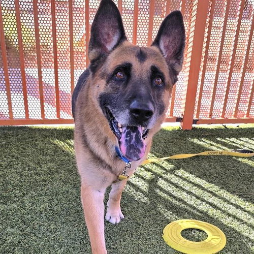 ROMEO, a dog for adoption from The Animal Foundation - Las Vegas