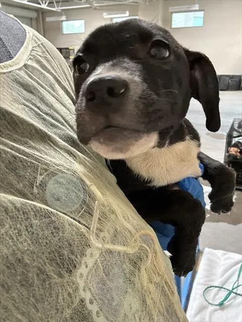 *REESES PUPPYCUP, a dog for adoption from The Animal Foundation - Las Vegas