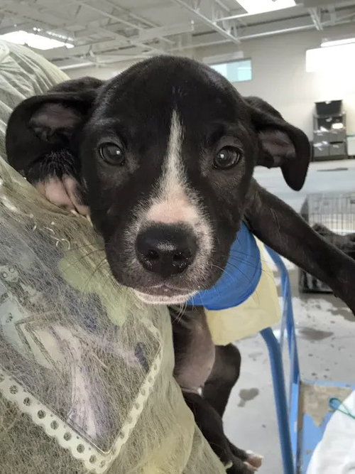 *RHUBARB, a dog for adoption from The Animal Foundation - Las Vegas