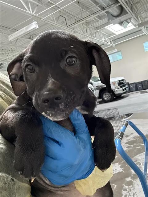 *HARLEY, a dog for adoption from The Animal Foundation - Las Vegas