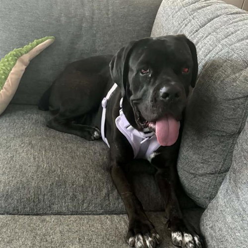 *SIMONE, a dog for adoption from The Animal Foundation - Las Vegas