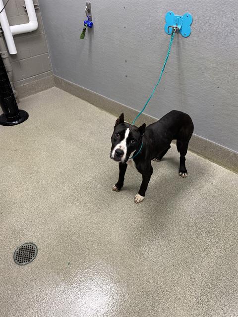 *EMBERLYN, a dog for adoption from The Animal Foundation - Las Vegas