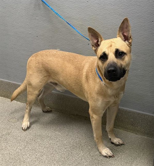 *ARK BARK, a dog for adoption from The Animal Foundation - Las Vegas