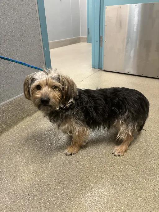 Fluffers, Terrier