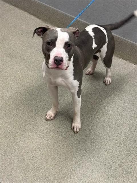 *Happy Feet, Pit Bull Terrier