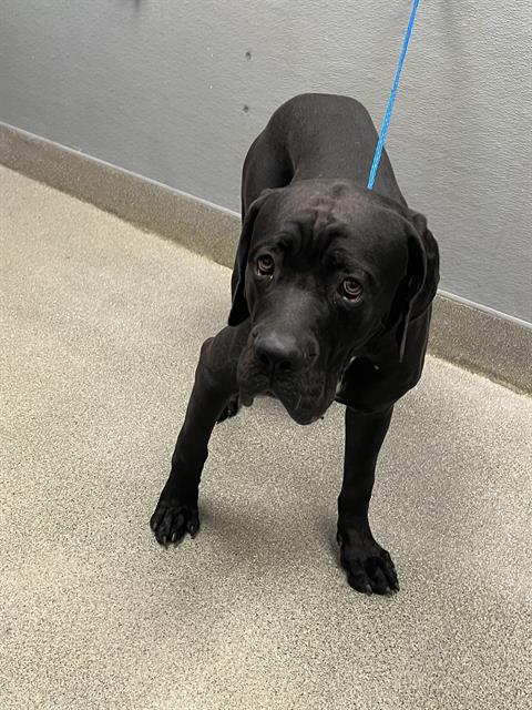 *Mazikeen, Cane Corso Mastiff