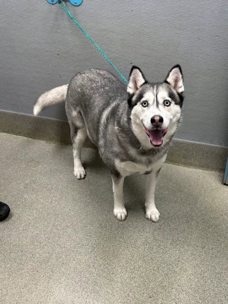 *Chili Pepper, Siberian Husky