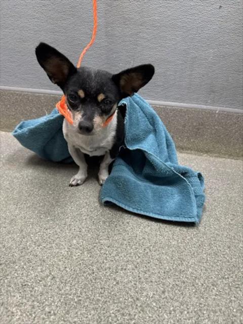 FIRULAIS, a dog for adoption from The Animal Foundation - Las Vegas