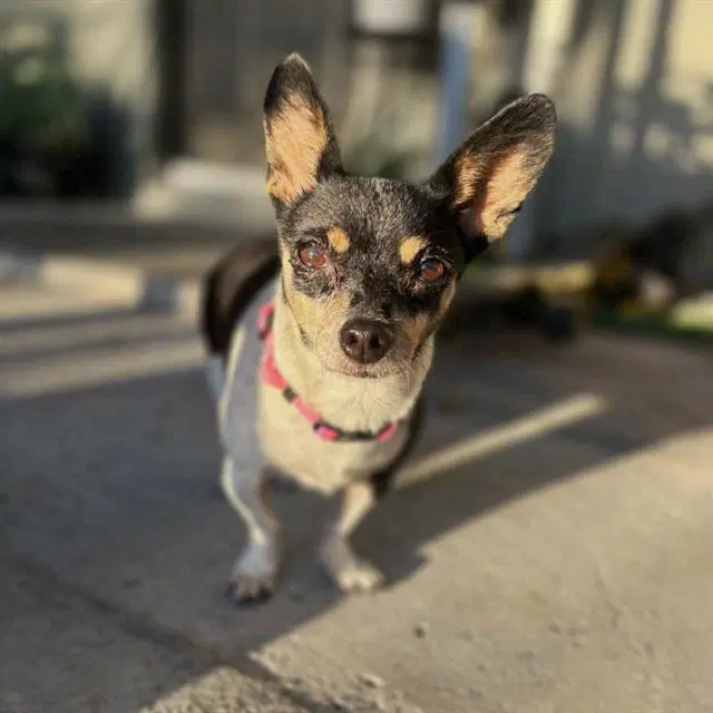 Firulais - Chihuahua